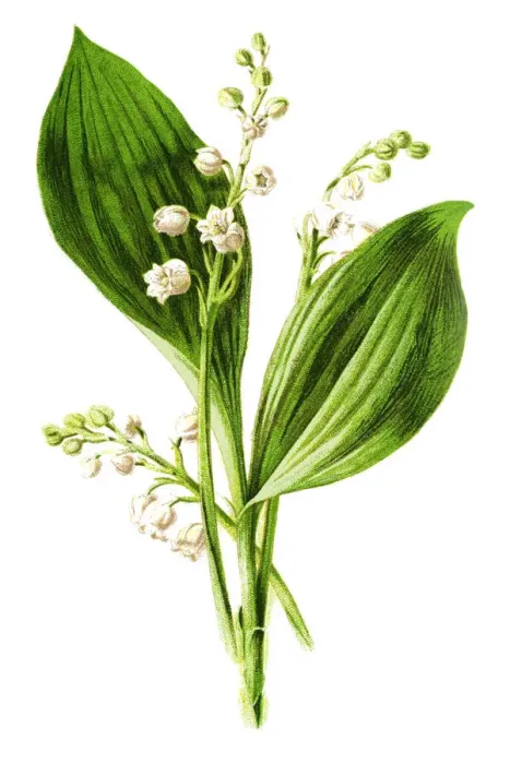 Framed Print : lily of the valley Framed Print : lily of the valley