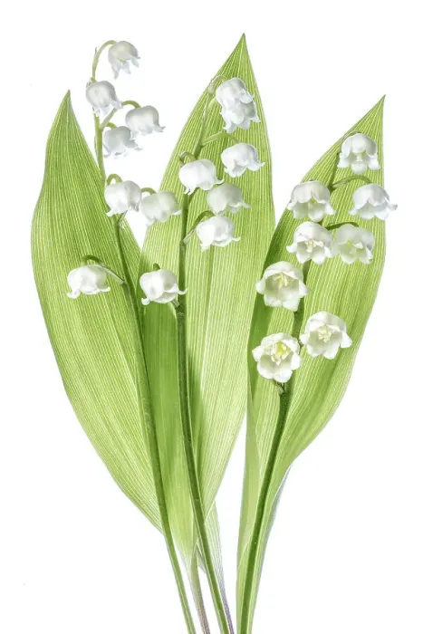 Framed Print : Lily of the valley Framed Print : Lily of the valley