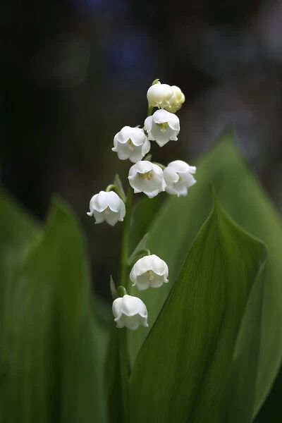Lily of the Valley -Convallaria majalis-
