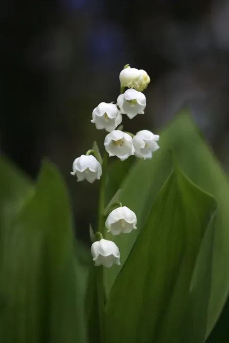 Framed Print : Lily of the Valley -Convallaria majalis- Framed Print : Lily of the Valley -Convallaria majalis-