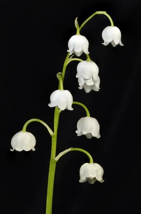 Framed Print : Lily of the Valley -Convallaria majalis-, Stuttgart, Baden-Wurttemberg, Germany Framed Print : Lily of the Valley -Convallaria majalis-, Stuttgart, Baden-Wurttemberg, Germany