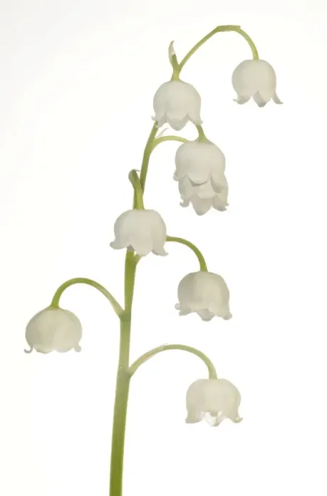 Framed Print : Lily of the Valley -Convallaria majalis-, Stuttgart, Baden-Wurttemberg, Germany Framed Print : Lily of the Valley -Convallaria majalis-, Stuttgart, Baden-Wurttemberg, Germany