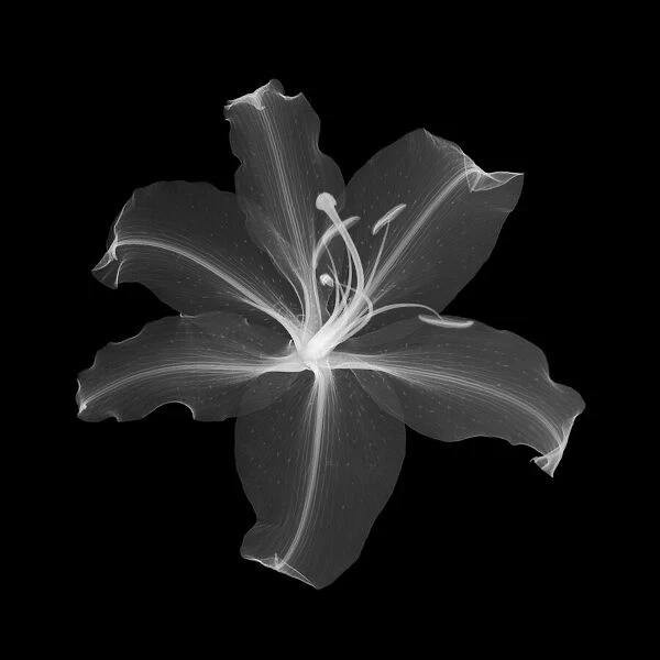 Lily, X-ray