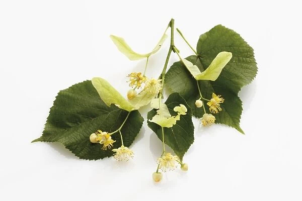 Lime or Linden (Tilia) leaves and flowers