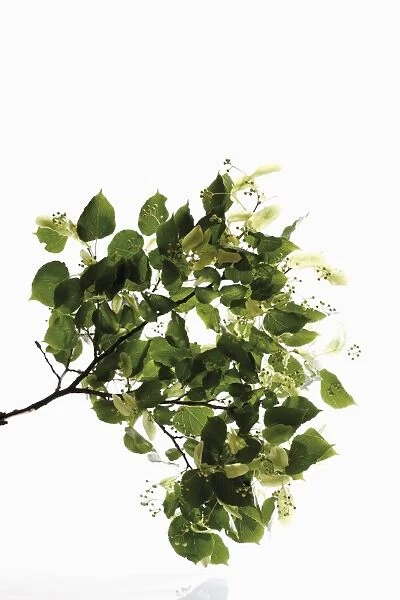 Lime or Linden (Tilia) leaves and seed heads