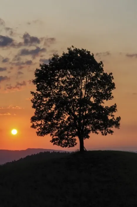 Framed Print : Lime tree on a hill at sunset, Emmental, Bernese Oberland, Canton of Bern, Switzerland