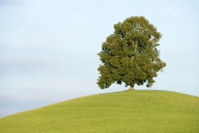 Framed Print : Lime Tree -Tilia- on a green hill, Canton of Zug, Switzerland Framed Print : Lime Tree -Tilia- on a green hill, Canton of Zug, Switzerland