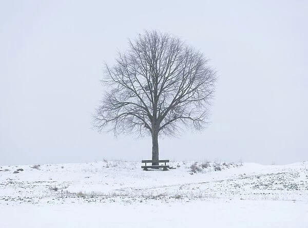 Lime Tree -Tilia spp. - and a wooden bench on a snow-covered field, Bavaria, Germany