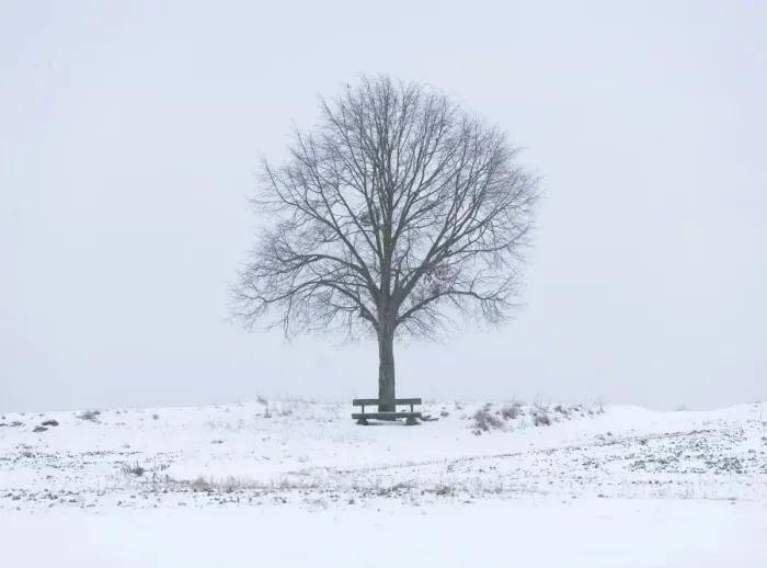 Framed Print : Lime Tree -Tilia spp. - and a wooden bench on a snow-covered field, Bavaria, Germany Framed Print : Lime Tree -Tilia spp. - and a wooden bench on a snow-covered field, Bavaria, Germany
