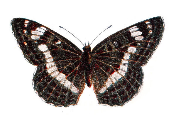 Limenitis camilla, Eurasian white admiral butterfly, Wildlife art