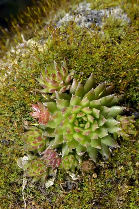 Framed Print : Limestone houseleek -Sempervivum calcareum-, amidst moss, Stuttgart, Baden-Wurttemberg, Germany Framed Print : Limestone houseleek -Sempervivum calcareum-, amidst moss, Stuttgart, Baden-Wurttemberg, Germany