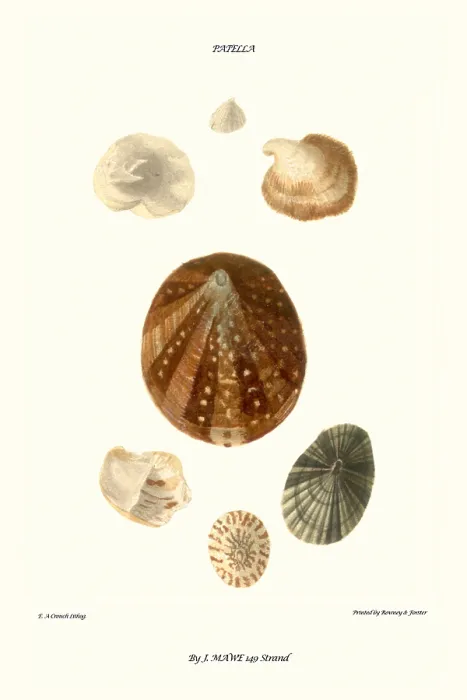 Framed Print : limpet shell Framed Print : limpet shell
