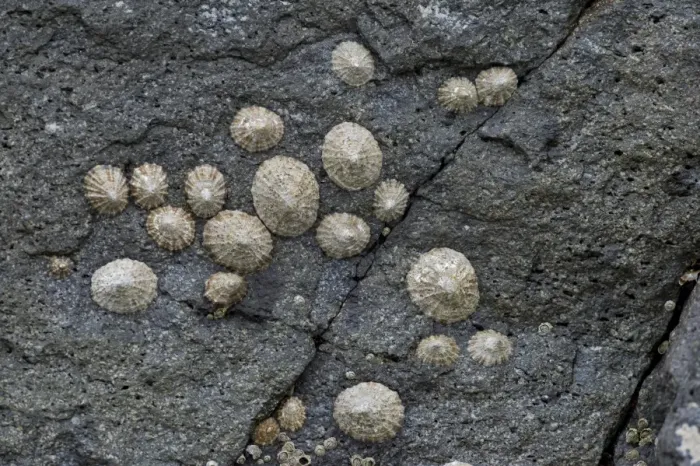 Framed Print : Limpets -Patellidae- growing in the surf zone on rocks, Faroe Islands, Denmark Framed Print : Limpets -Patellidae- growing in the surf zone on rocks, Faroe Islands, Denmark