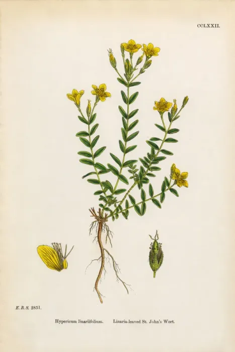 Framed Print : Linaria-leaved St. Johnas Wort, Hypericum linariifolium, Victorian Botanical Illustration, 1863