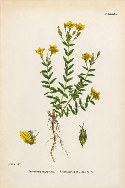 Linaria-leaved St. Johnas Wort, Hypericum linariifolium, Victorian Botanical Illustration, 1863