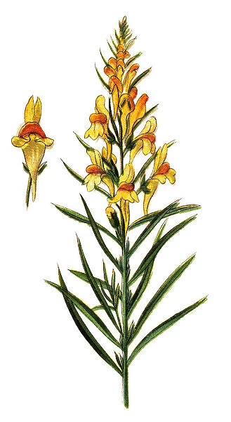 Linaria vulgaris (common toadflax, yellow toadflax, or butter-and-eggs)