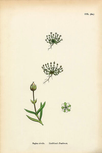 Lindblomas Pearlwort, Sagina nivalis, Victorian Botanical Illustration, 1863