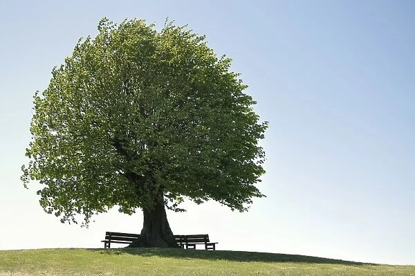 Linde -Tilia spec- with bench, solitary tree a hill, Rendsburg-Eckernfoerde district, Schleswig-Holstein, Germany, Europe