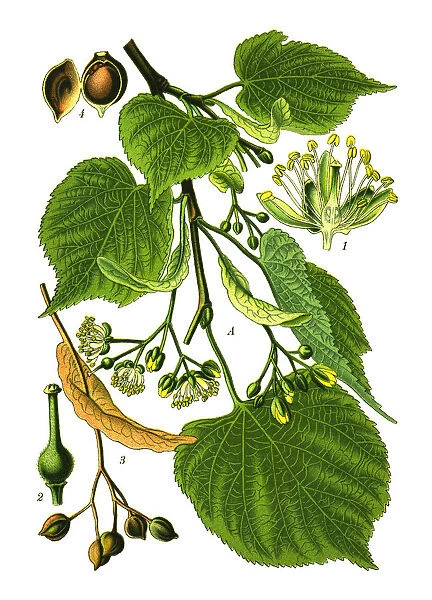 Linden. Antique illustration of a Medicinal and Herbal Plants.