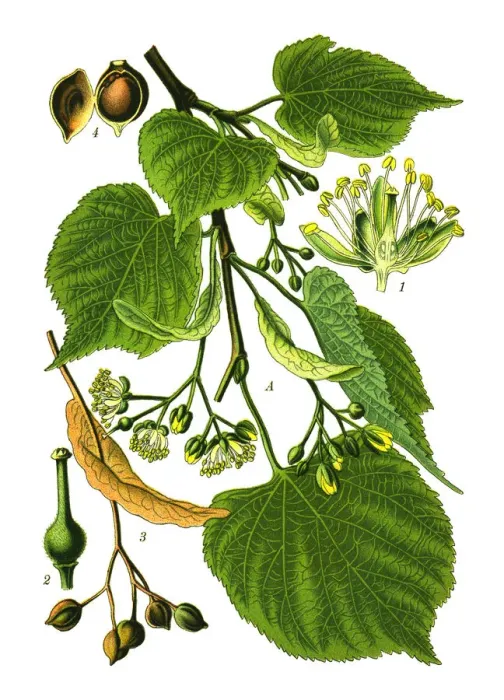 Framed Print : Linden. Antique illustration of a Medicinal and Herbal Plants. Framed Print : Linden. Antique illustration of a Medicinal and Herbal Plants.