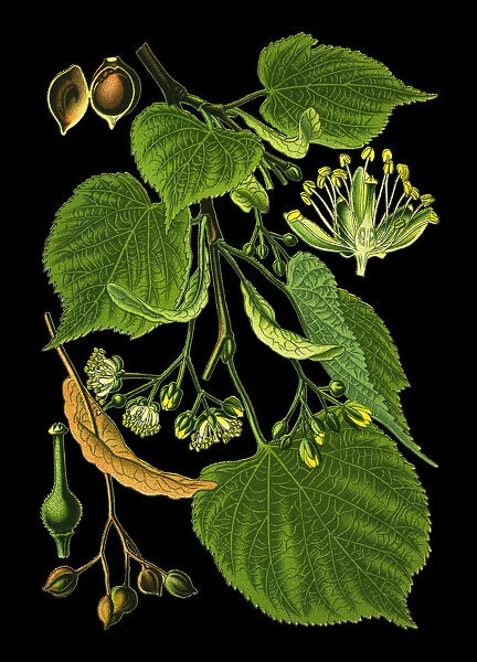 Linden. Antique illustration of a Medicinal and Herbal Plants.