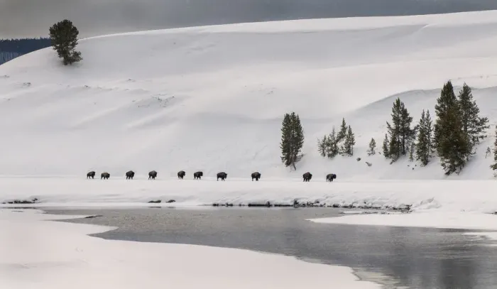 Framed Print : Line of Bison Framed Print : Line of Bison