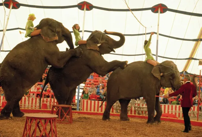 Framed Print : Line of Circus Elephants Framed Print : Line of Circus Elephants