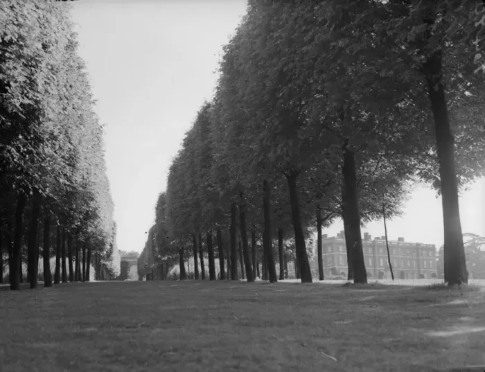 Framed Print : Line Of Trees