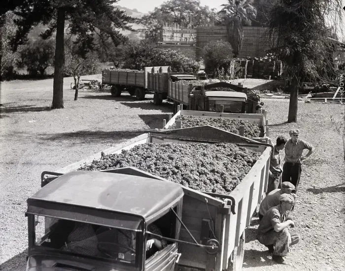 Framed Print : Line of Trucks Loaded With Grapes Framed Print : Line of Trucks Loaded With Grapes
