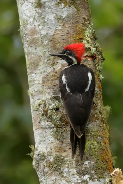 Framed Print : Lineated Woodpecker Framed Print : Lineated Woodpecker