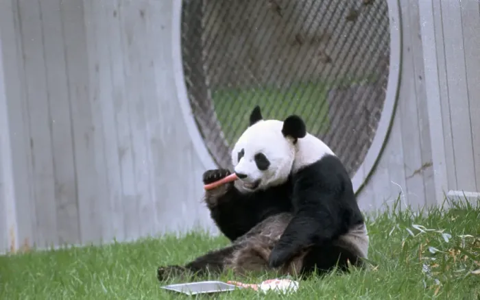 Framed Print : Ling Ling Enjoying a Carrot at the Zoo Framed Print : Ling Ling Enjoying a Carrot at the Zoo