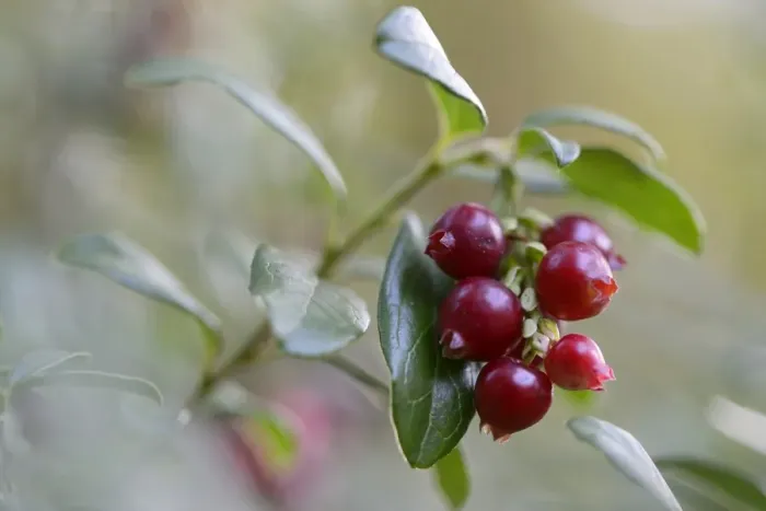 Framed Print : Lingonberries or Cowberries -Vaccinium vitis-idaea-, Emsland, Lower Saxony, Germany Framed Print : Lingonberries or Cowberries -Vaccinium vitis-idaea-, Emsland, Lower Saxony, Germany