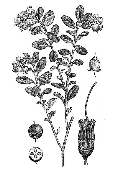 Lingonberry or cowberry (Vaccinium vitis idaea)