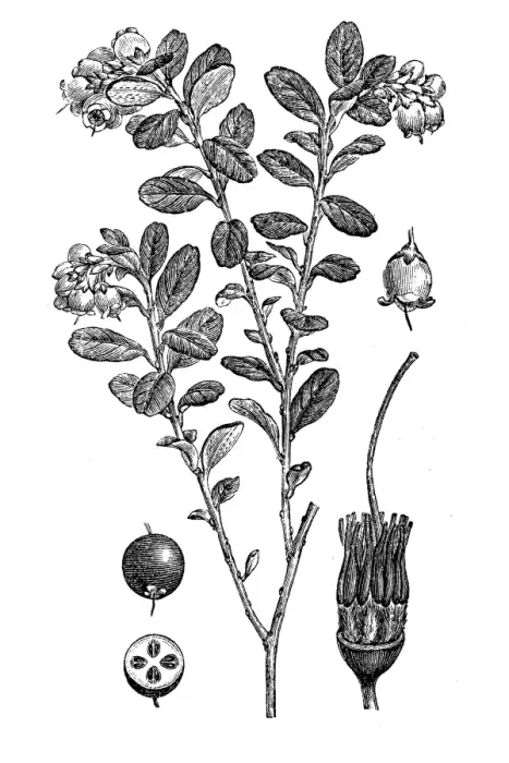 Framed Print : Lingonberry or cowberry (Vaccinium vitis idaea) Framed Print : Lingonberry or cowberry (Vaccinium vitis idaea)