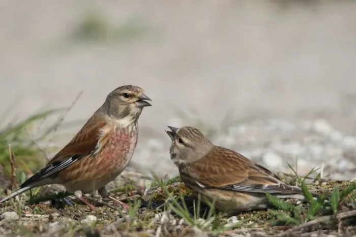 Framed Print : Linnet -Carduelis cannabina-, female, right, begging male for food, courtship behavior, Burgenland, Austria, Europe