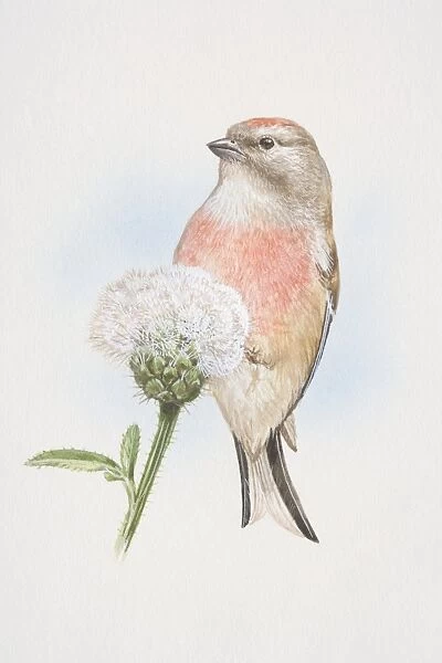 Linnet (Carduelis cannabina), illustration of small, slim finch, attractively marked with crimson foreheads and breasts, perched on seeded dandelion