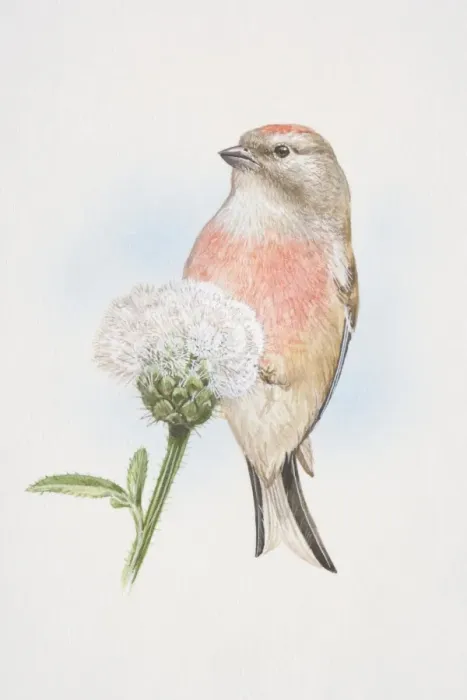 Framed Print : Linnet (Carduelis cannabina), illustration of small, slim finch, attractively marked with crimson foreheads and breasts, perched on seeded dandelion