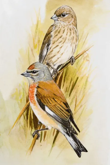 Framed Print : Linnet (Carduelis cannabina), male and female, perching on branches, looking away Framed Print : Linnet (Carduelis cannabina), male and female, perching on branches, looking away