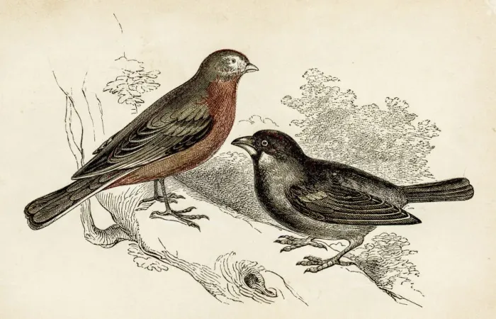 Framed Print : Linnet and Sparrow bird engraving 1851 Framed Print : Linnet and Sparrow bird engraving 1851