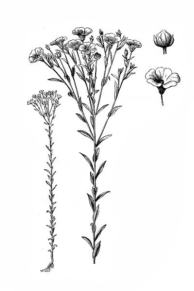 Linum usitatissimum (common flax or linseed)