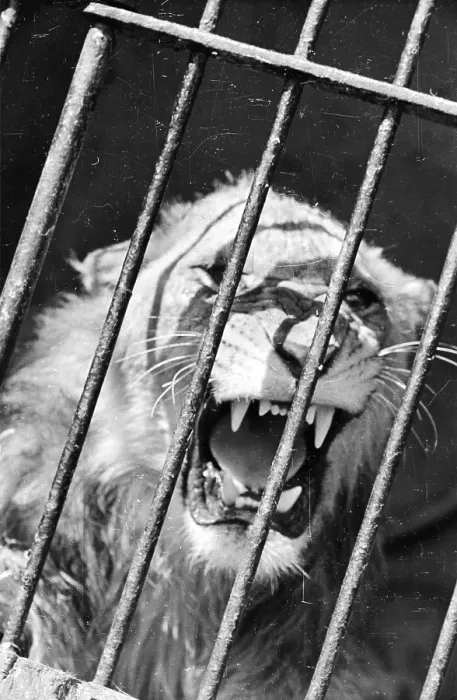 Framed Print : Lion Bars. 27th July 1946: One of the star performers at the Chipperfield Framed Print : Lion Bars. 27th July 1946: One of the star performers at the Chipperfield