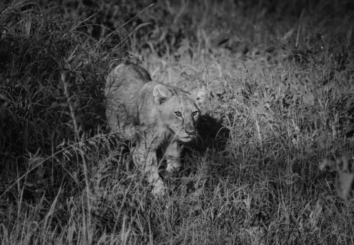 Framed Print : Lion Cub. Serengeti, Tanzania Framed Print : Lion Cub. Serengeti, Tanzania