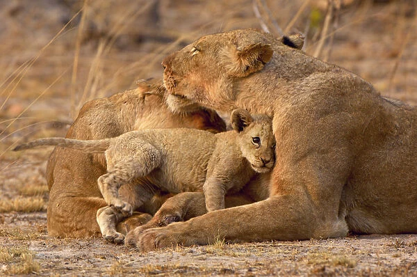 A Lion cub enthusiastically greets its mother