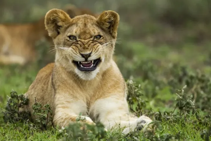 Framed Print : Lion Cub, Ndutu Plains, Tanzania