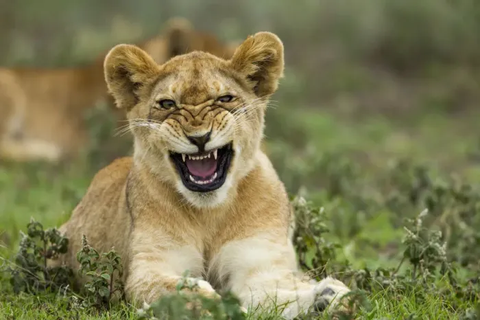 Framed Print : Lion Cub, Ndutu Plains, Tanzania Framed Print : Lion Cub, Ndutu Plains, Tanzania