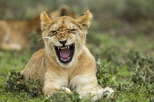 Lion Cub, Ndutu Plains, Tanzania
