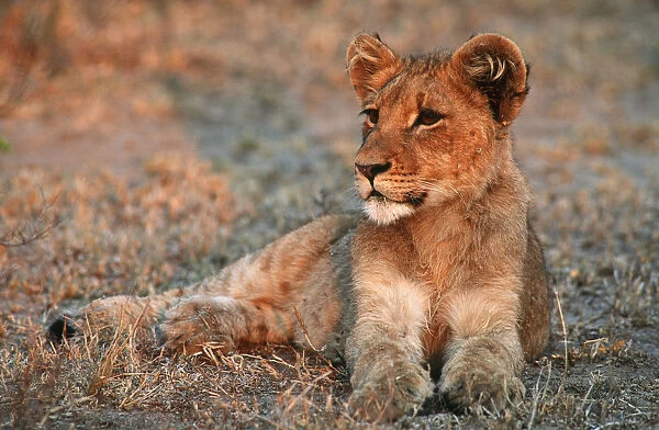 Lion Cub (Panthera leo) Lying in the Veld and Pondering
