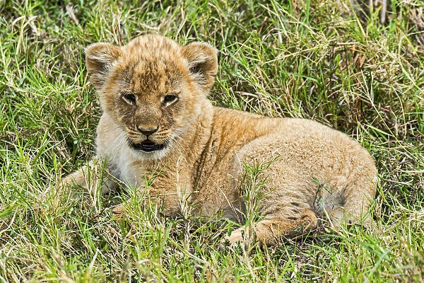 Lion cub -Panthera leo-, Msai Mara, Kenya