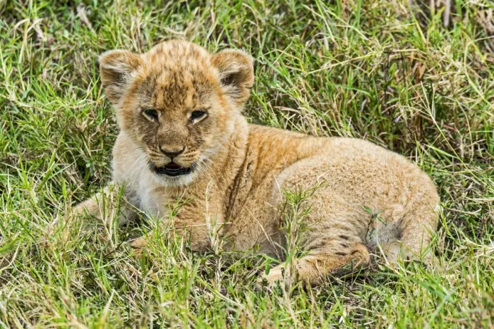 Framed Print : Lion cub -Panthera leo-, Msai Mara, Kenya Framed Print : Lion cub -Panthera leo-, Msai Mara, Kenya