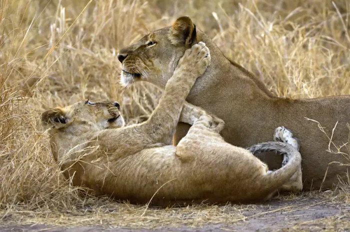 Framed Print : A lion cub plays with his mother Framed Print : A lion cub plays with his mother